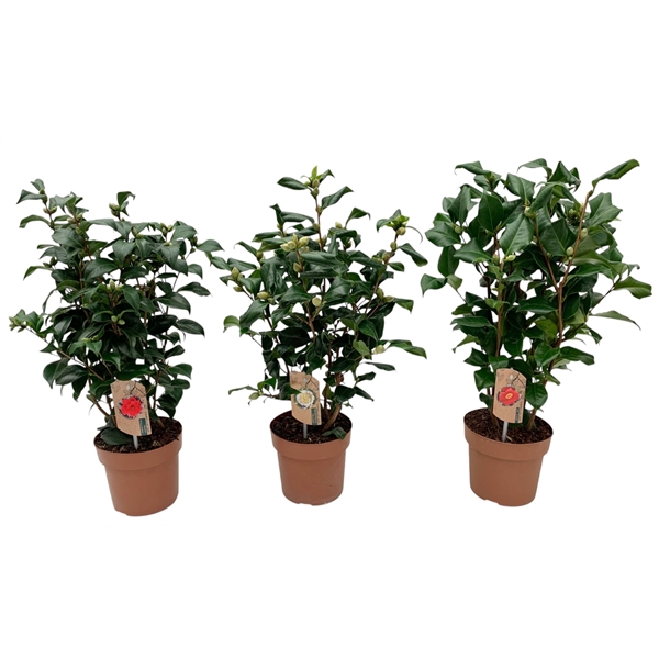 <h4>camellia 3 kleuren mix 20-25 knoppen</h4>