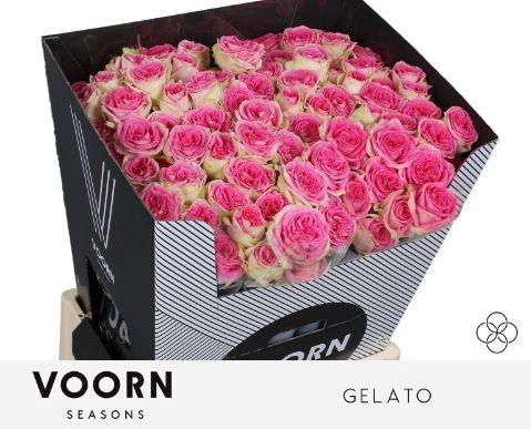 <h4>R TR GELATO</h4>