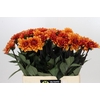 Dahlia Statue of Orange