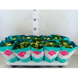 Kalanchoe blos. 'Menzel'