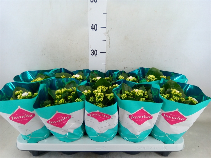 <h4>Kalanchoe blos. 'Menzel'</h4>