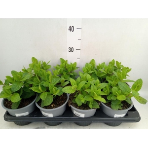 Mentha spicata