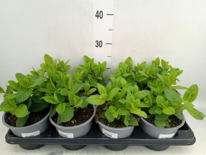 <h4>Mentha spicata</h4>