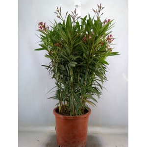 Nerium oleander   ...