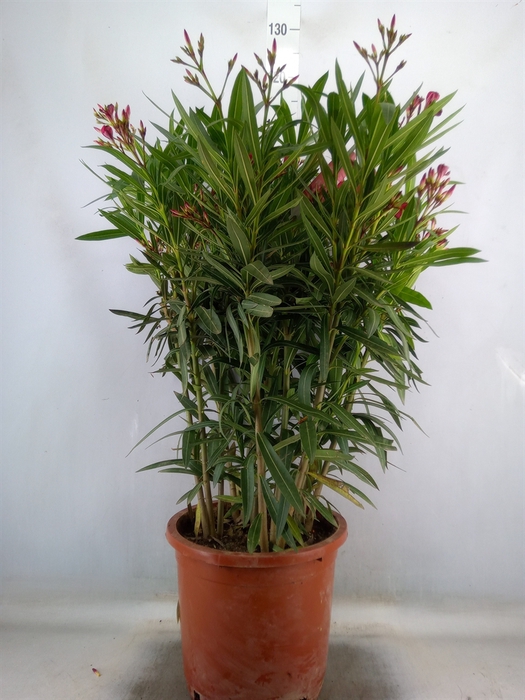 <h4>Nerium oleander   ...</h4>
