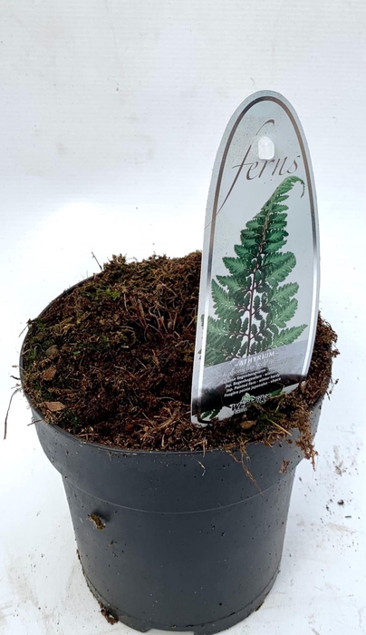 <h4>Varens gemengd</h4>