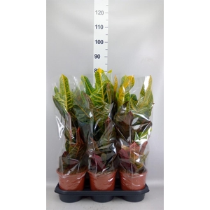 Codiaeum var. GR 'Excellent'