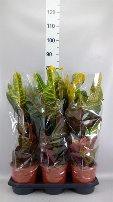 <h4>Codiaeum var. GR 'Excellent'</h4>