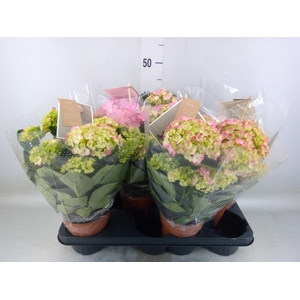 Hydrangea mac. 'Sweet Campino'