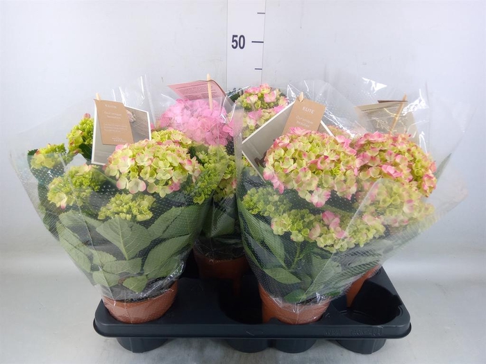 <h4>Hydrangea mac. 'Sweet Campino'</h4>