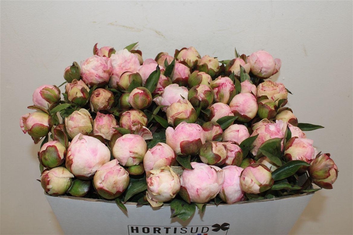 <h4>Paeo L Gardenia</h4>