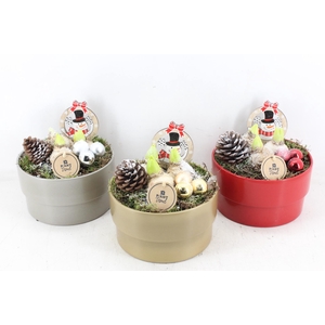 arr4 Hyacint PL - Ker. pot mix go/zi/ro x5