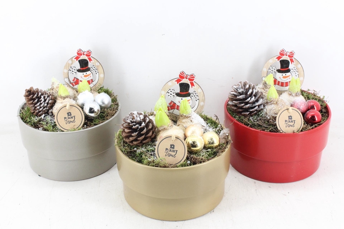 <h4>arr4 Hyacint PL - Ker. pot mix go/zi/ro x5</h4>