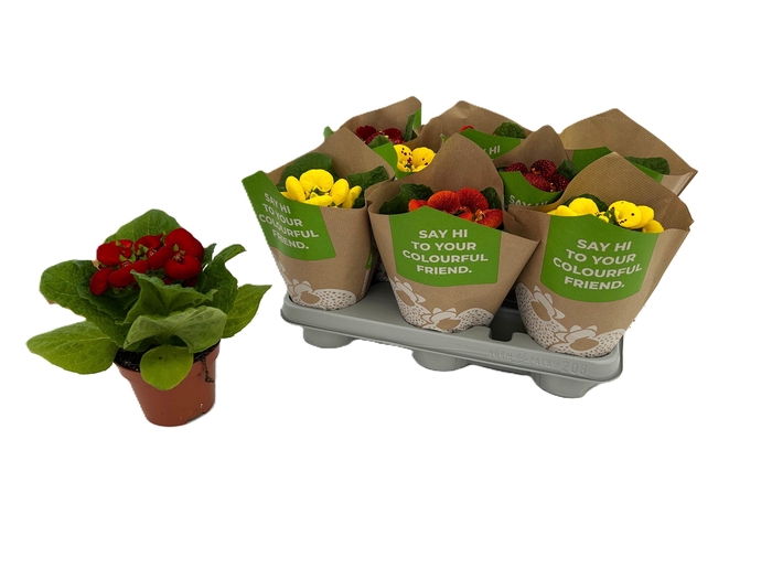 <h4>CALC X HERBEOHYBRIDA</h4>