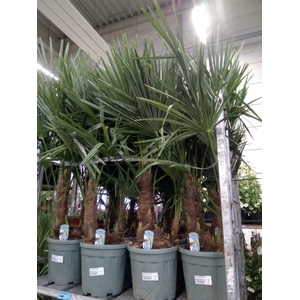 Trachycarpus fortunei