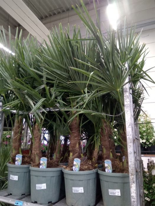 <h4>Trachycarpus fortunei</h4>