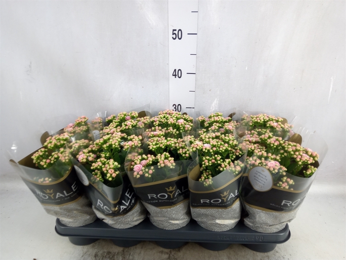 <h4>Kalanchoe blos. 'RosDon Alano'</h4>