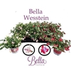 Fuchsia Gemengd Hang