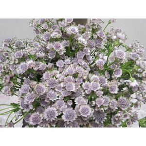 Astrantia Billion Sweet Milka