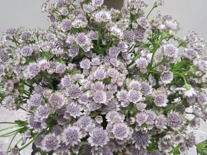 <h4>Astrantia Billion Sweet Milka</h4>