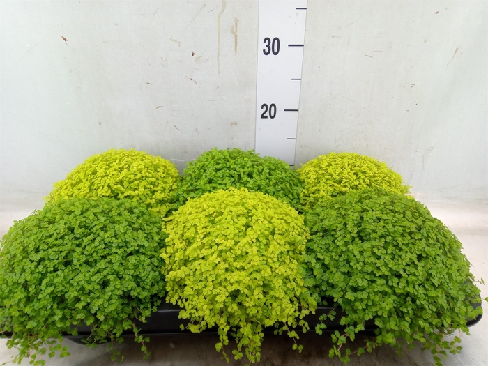 <h4>Soleirolia soleirolii   ...mix 2</h4>