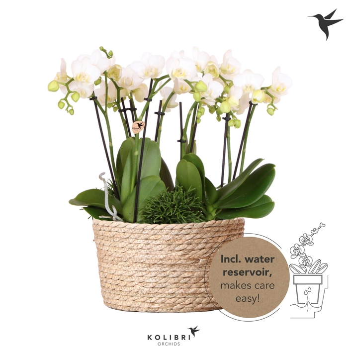<h4>Kolibri Orchids Phalaenopsis Jungle Bouquet white 6 spike in Reed Basket with watering system</h4>