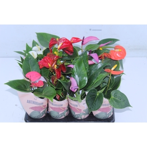 ANTHURIUM VARIADO P06