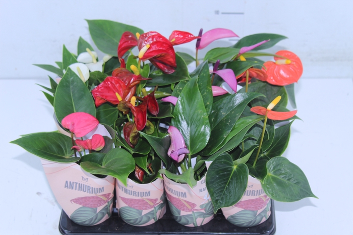 ANTHURIUM VARIADO P06