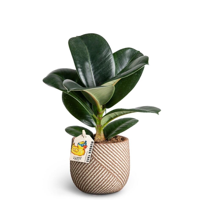 <h4>FICUS ELASTICA p10 Grove Sofia</h4>