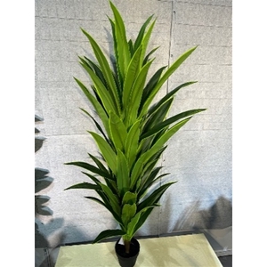 Plant Dracena 160cm in pot green\\yellow