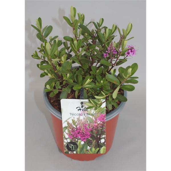 <h4>Hebe 'Nicola's Blush' C2</h4>