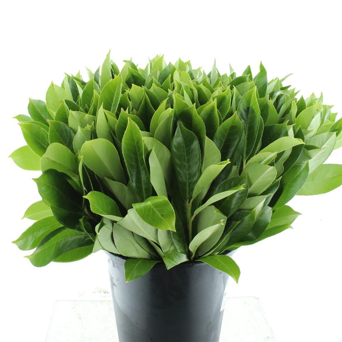 <h4>Laurierblad P Stem</h4>