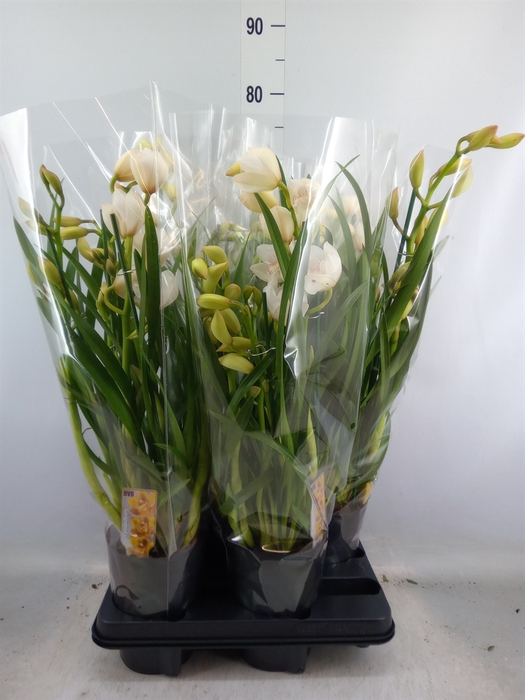 <h4>Cymbidium   ...</h4>