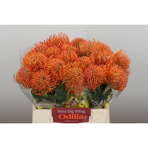 Nutans Ayoba Mandarin Zest