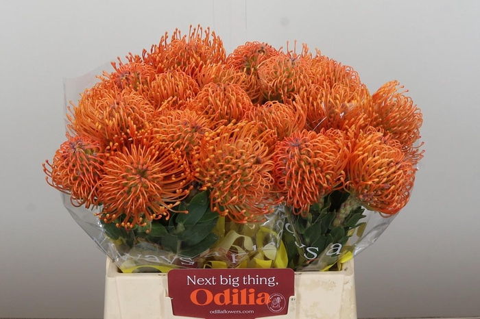 <h4>Nutans Ayoba Mandarin Zest</h4>