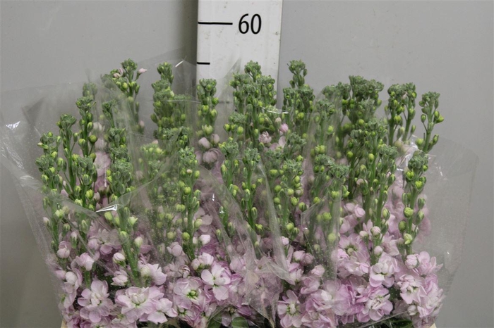 <h4>Matth Figaro L Rose</h4>