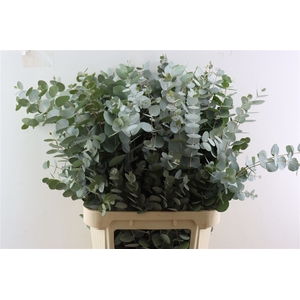 Euca Cinerea 90 Cm P Stem S A