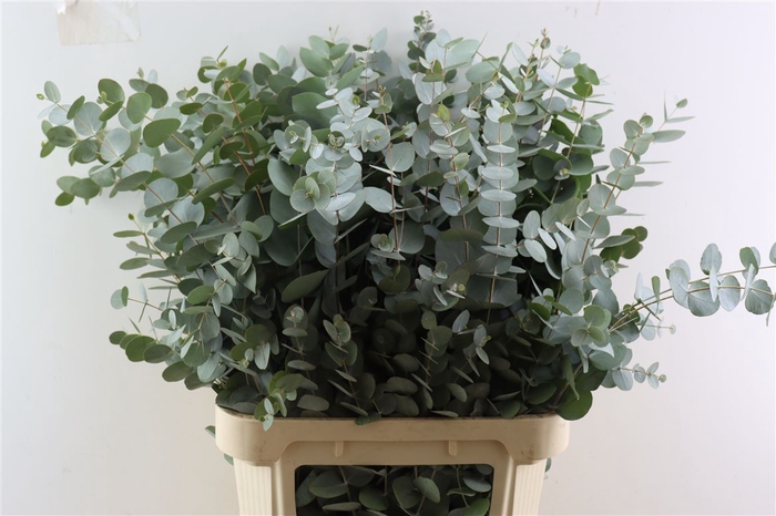 <h4>Euca Cinerea 90 Cm P Stem S A</h4>