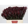 Leucadendron Saf Sunset Dark R.