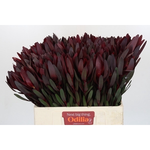 Leucadendron Saf Sunset Dark R.