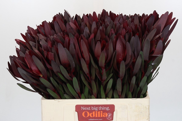 Leucadendron Saf Sunset Dark R.