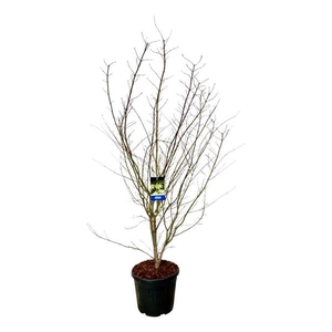 Acer Arctic Jade ®