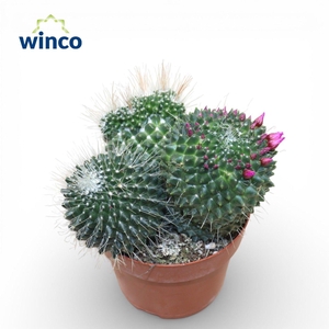 Mammillaria toluca Group (Flowering)