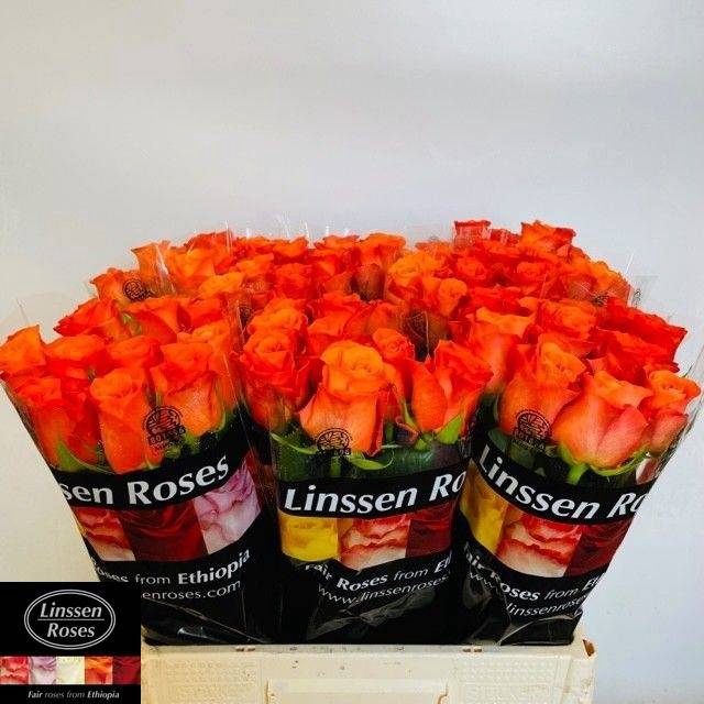 <h4>R GR ORANGE WAVE</h4>