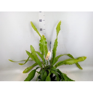 Epiphyllum   ...