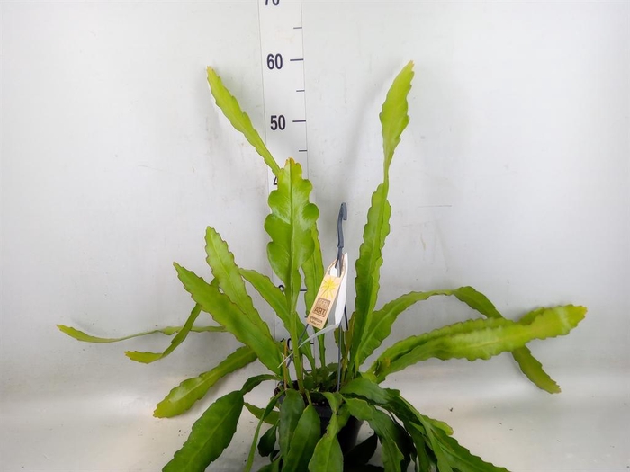 <h4>Epiphyllum   ...</h4>