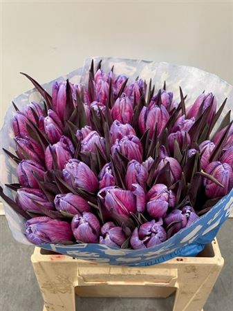 Tulp Expression