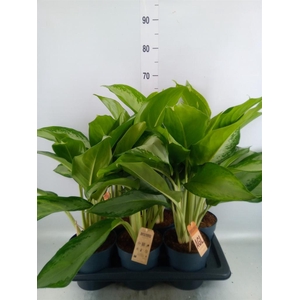 Aglaonema  'Cleopatra'