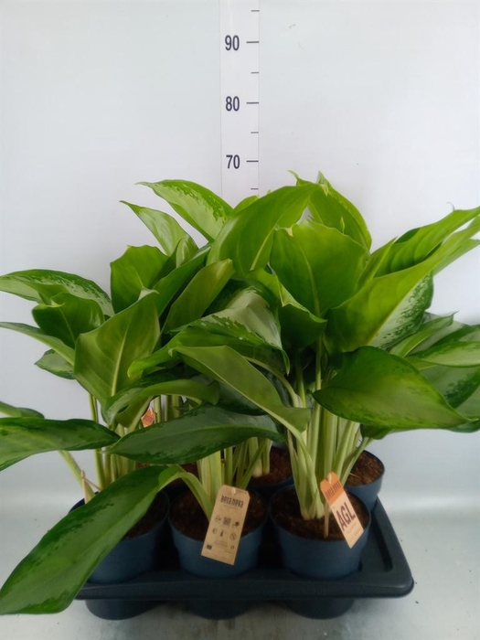 <h4>Aglaonema  'Cleopatra'</h4>