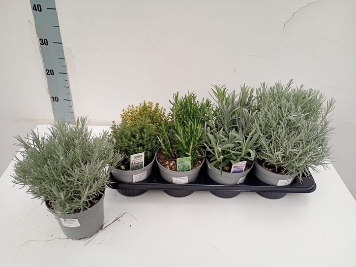 <h4>TUINKRUIDEN GEM</h4>